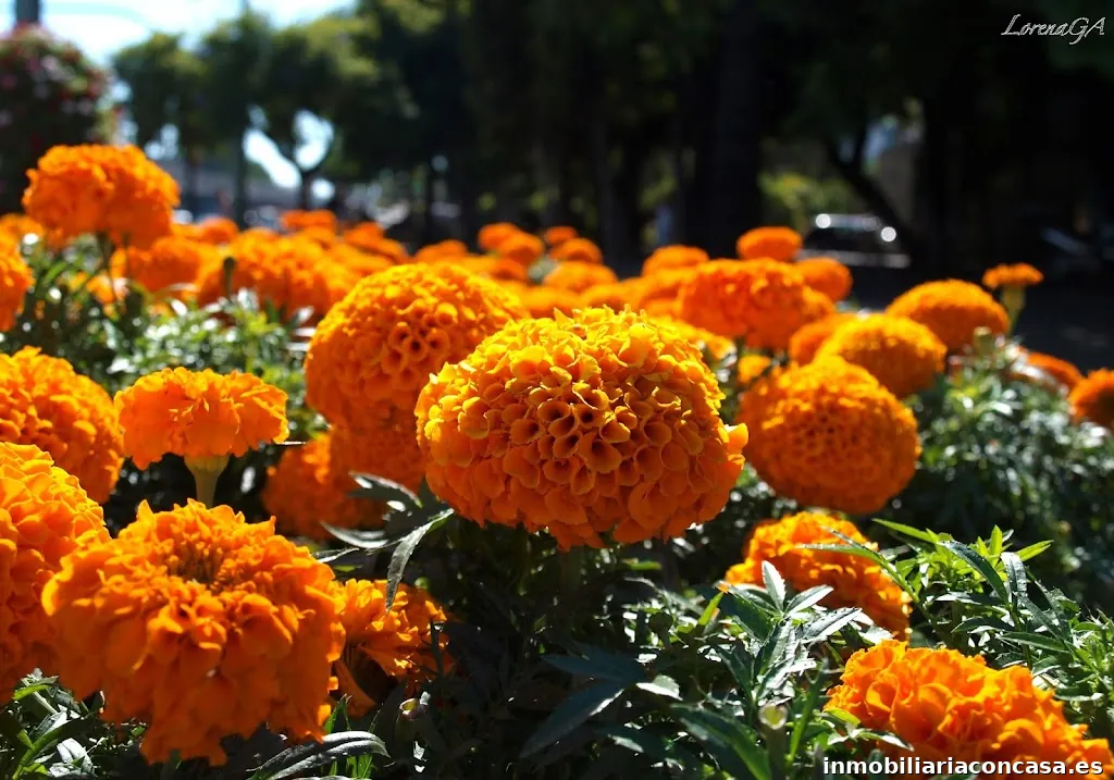 Central Inmobiliaria