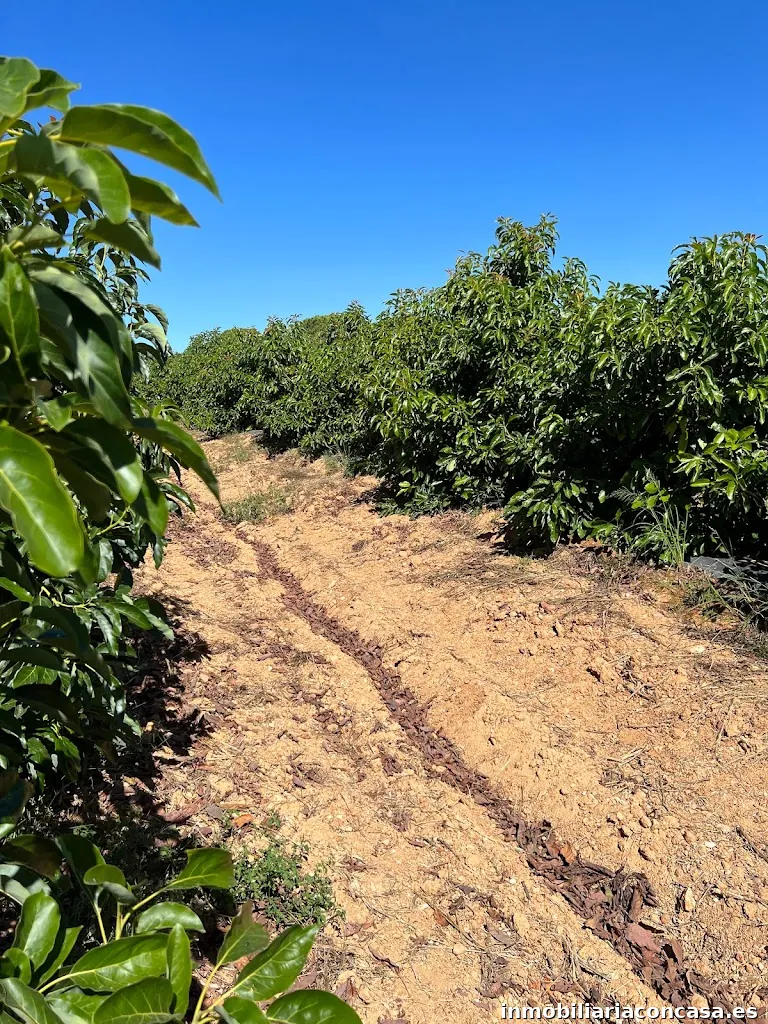 Ijofincas Inmobiliaria