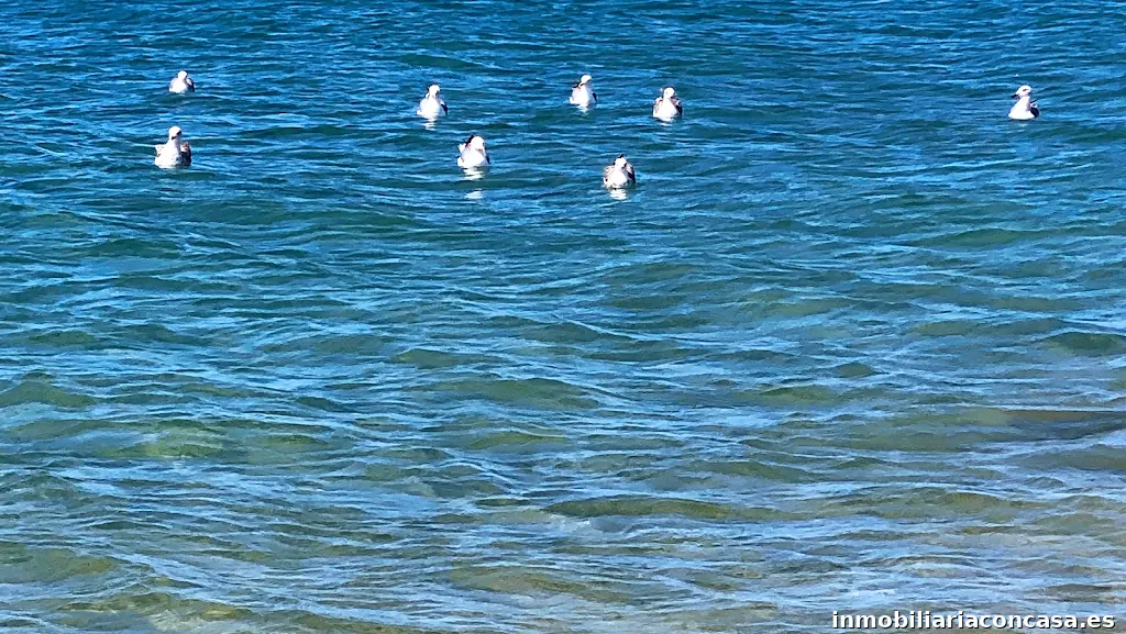 ISLA - Iside Services Lanzarote Accommodation