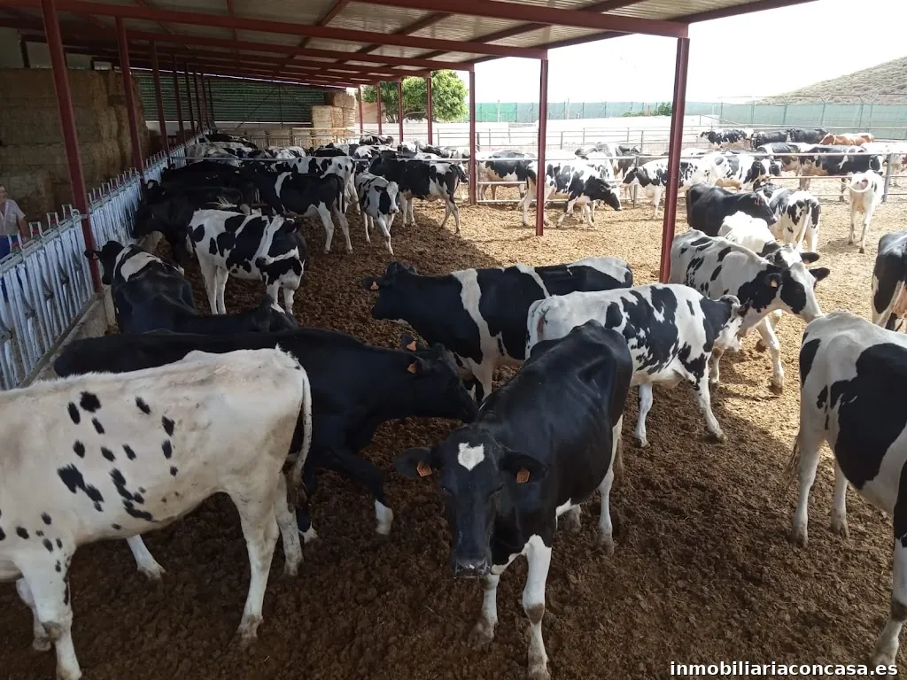 Ganaderia Los Chiquitos Del Ingenio Sl